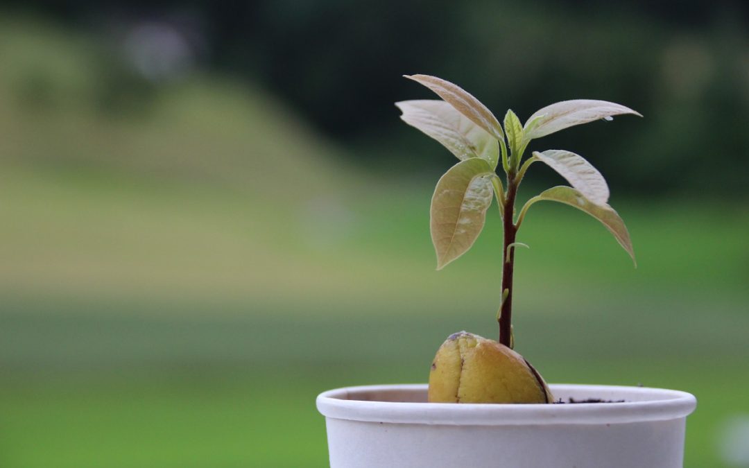 Vom Kern zur Pflanze – So züchtet man Avocado!