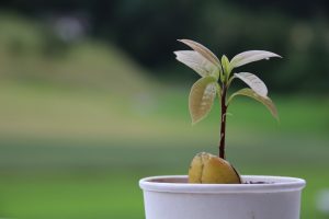 Z jadierka stromček - Ako si doma vypestovať avokádo?